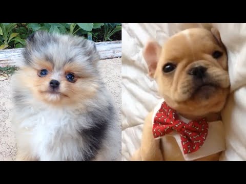 All The Puppies | Cute Dog Video Compilation 2017 - UCPIvT-zcQl2H0vabdXJGcpg