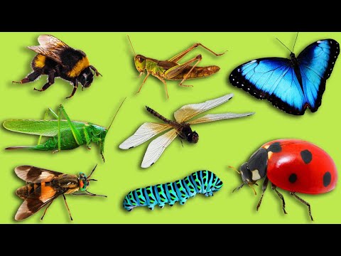 Песни про насекомых