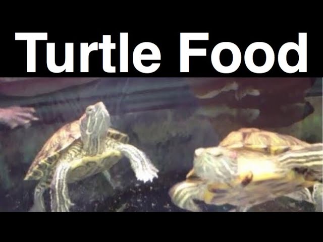 Can Turtles Eat From Human Food?