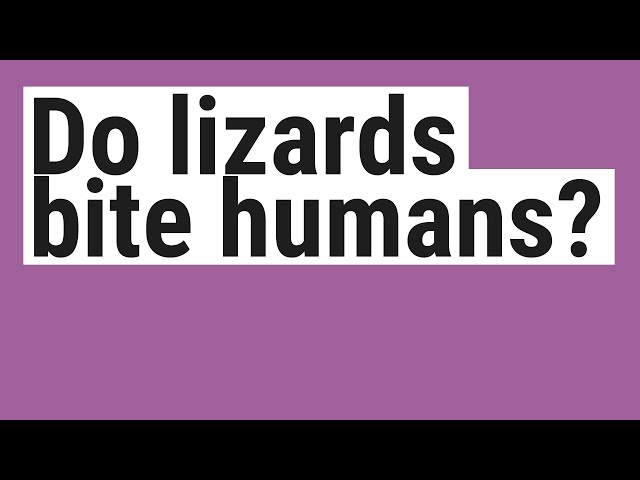 Do Lizards Bite Humans?