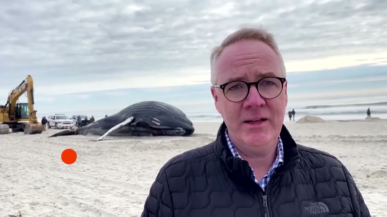 Humpback whale washes ashore on New York beach