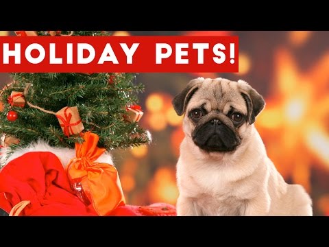 Hilarious Holiday Pet Moments Caught On Tape Weekly Compilation | Funny Pet Videos - UCYK1TyKyMxyDQU8c6zF8ltg