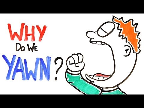 Why Do We Yawn? - UCC552Sd-3nyi_tk2BudLUzA