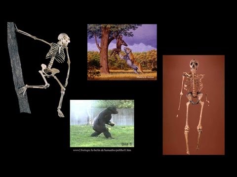 CARTA: Bipedalism and Human Origins-Comparative Anatomy from Australopithecus to Gorillas - UCh6KFtW4a4Ozr81GI1cxaBQ