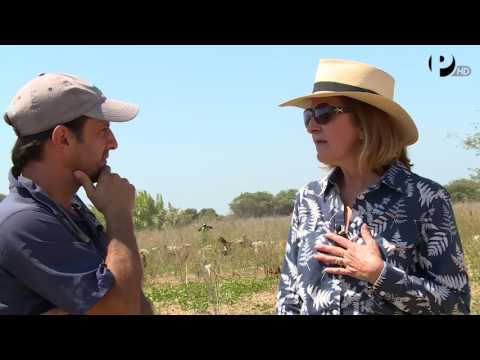 Desde el Jardín - Temporada Lambayeque - Ganado Caprino - UCKc2cPD5SO_Z2g5UfA_5HKg