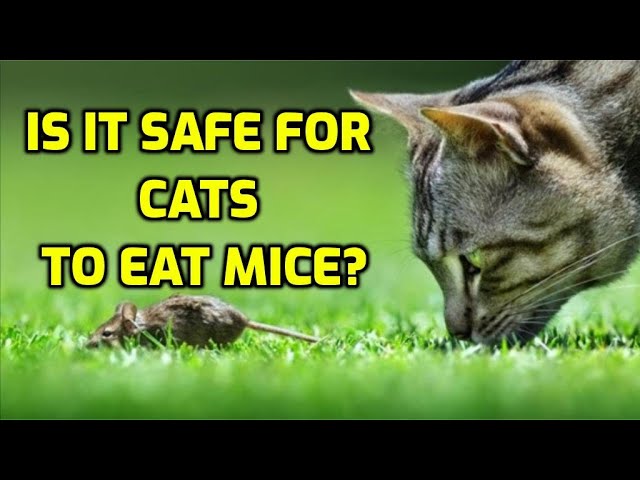 Can Cats Eat Mice HayFarmGuy