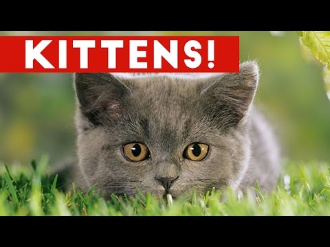 Funniest Cute Kitten Video Compilation 2016 | Funny Pet Videos - UCYK1TyKyMxyDQU8c6zF8ltg