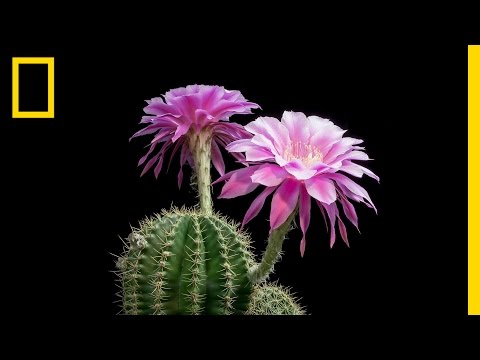 Time-Lapse: Beautiful Cacti Bloom Before Your Eyes | Short Film Showcase - UCpVm7bg6pXKo1Pr6k5kxG9A