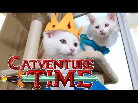 Adventure Time (Cute Kitten Edition) - UCPIvT-zcQl2H0vabdXJGcpg
