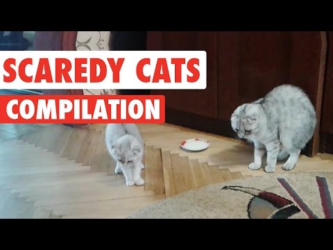 Scaredy Cats Video Compilation 2016 - UCPIvT-zcQl2H0vabdXJGcpg