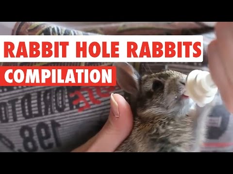 Rabbit Hole Rabbits Video Compilation 2017 - UCPIvT-zcQl2H0vabdXJGcpg