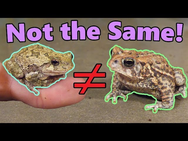 Can Frogs And Toads Live Together?