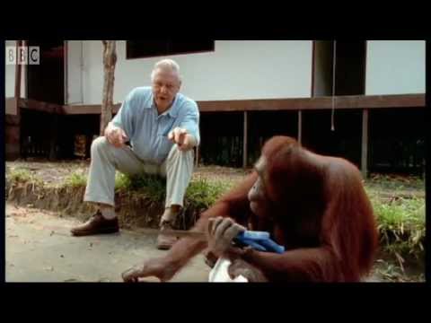 Attenborough: Amazing DIY Orangutans | BBC Earth - UCwmZiChSryoWQCZMIQezgTg