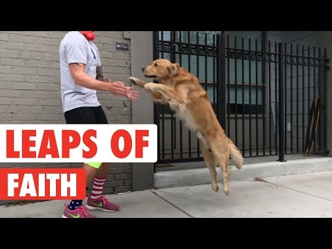 Leaps of Faith | Funny Animal Jumps Compilation - UCPIvT-zcQl2H0vabdXJGcpg