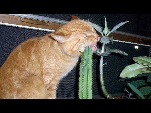 These CATS will make you LAUGH SUPER HARD - Funny CAT compilation - UC9obdDRxQkmn_4YpcBMTYLw