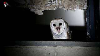 Barn Owl - calling