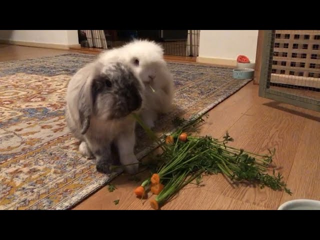 Can Rabbits Eat Carrot Tops? - HayFarmGuy