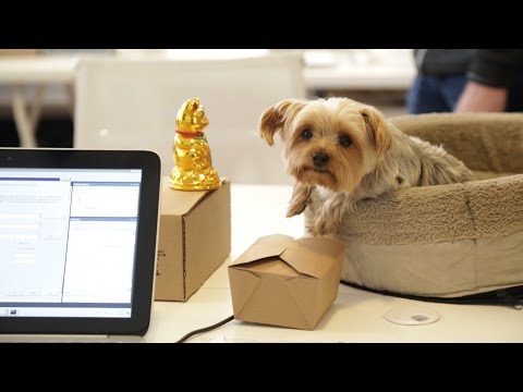 Dogs Rule At BarkBox HQ | TC Cribs - UCCjyq_K1Xwfg8Lndy7lKMpA