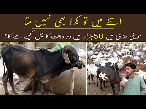 Sohrab Goth Mandi Main 50K Ka Janwar | Cow Selling For 50000 | Sohrab Goth Mandi Rates