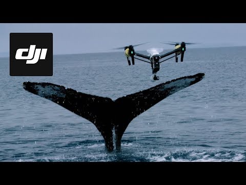 DJI Stories - Snotbot: Pushing the Frontiers of Whale Research - UCsNGtpqGsyw0U6qEG-WHadA