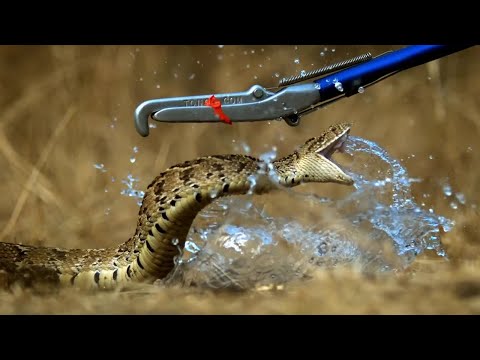 Breathtaking! Slow Motion Puff Adder Attack | Deadly 60 | Series 3 | BBC - UCwmZiChSryoWQCZMIQezgTg