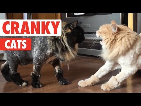 Cranky Cats Compilation - UCPIvT-zcQl2H0vabdXJGcpg