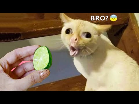 Funniest Animals - Best Of The 2021 Funny Animal Videos #94 - UC24KUWwW8-rJu3GZKLPYvcw