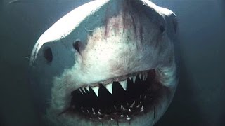 Natural Born Killers - The Science of Shark Attacks