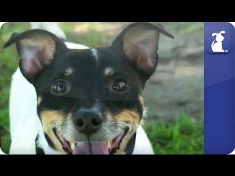 Doglopedia - Jack Russell Terrier - UCPIvT-zcQl2H0vabdXJGcpg