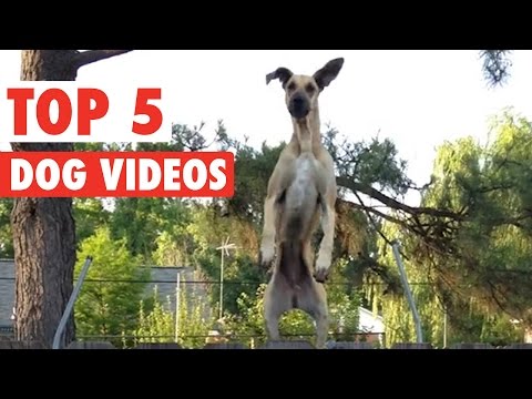 Incredible Dog Videos of the Week Compilation 2016 - UCPIvT-zcQl2H0vabdXJGcpg