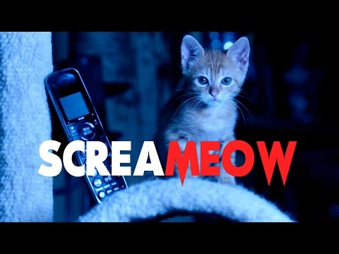 SCREAM (Cute Kitten Version) - Kitten HORROR Movie Parody - UCPIvT-zcQl2H0vabdXJGcpg