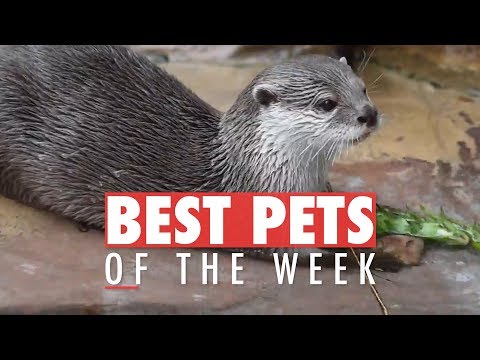 Best Pets of the Week | December 2017 Week 4 - UCPIvT-zcQl2H0vabdXJGcpg