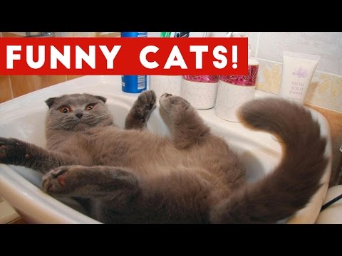 Funny Cats Compilation 2017 | Best Funny Cat Videos Ever - UCYK1TyKyMxyDQU8c6zF8ltg