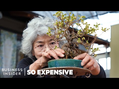 Why Bonsai Are So Expensive | So Expensive - UCcyq283he07B7_KUX07mmtA