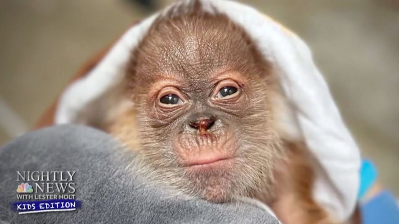 Meet the Sacramento Zoo’s newest member! A baby orangutan | Nightly News: Kids Edition