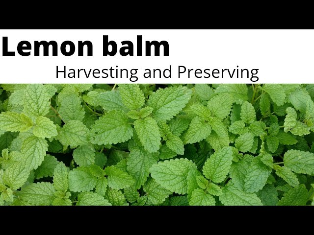 How to Preserve Lemon Balm