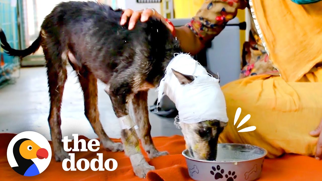 Puppy Found On Street Comes Back To Life And Reunites With His Family | The Dodo