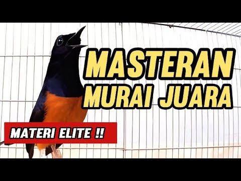 Masteran MURAI BATU JUARA || Materi Elite #juaranasional