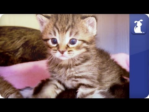 Khloe Kardashian Odom - Baby kittens take their first steps - The Litter Episode 2 - UCPIvT-zcQl2H0vabdXJGcpg