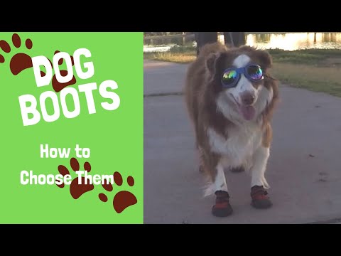 Dog Boots - How to Choose Them and Train Your Dog to Use Them - UCi90bAGopbLvyECbhSatzew