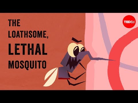 The loathsome, lethal mosquito - Rose Eveleth - UCsooa4yRKGN_zEE8iknghZA