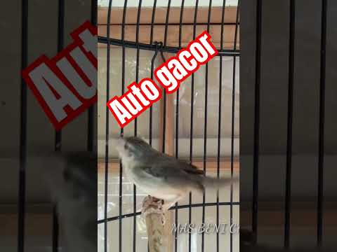 CIGUN BETINA MEMANGGIL JANTAN #kicaumania #ciblekgunungngebren #burung #ciblekgununggacor