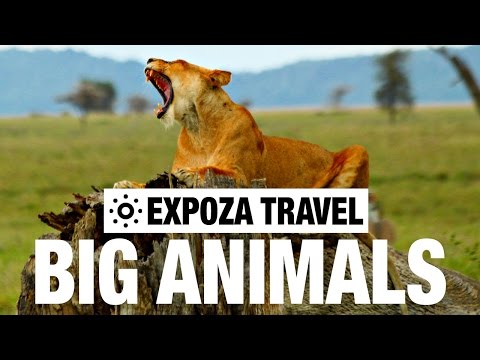 Big Animals (Africa) Vacation Travel Video Guide - UC3o_gaqvLoPSRVMc2GmkDrg