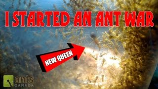 Oh No - I Started an Ant War