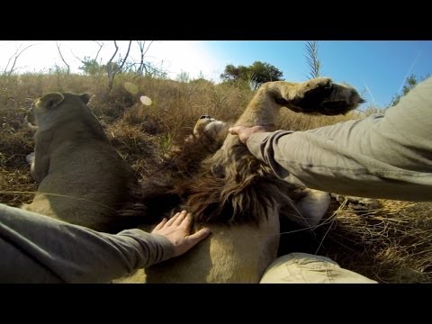 GoPro: Lion Grooming - UCqhnX4jA0A5paNd1v-zEysw