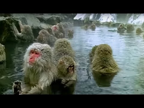 Monkey Spa | Cousins | BBC Earth - UCwmZiChSryoWQCZMIQezgTg