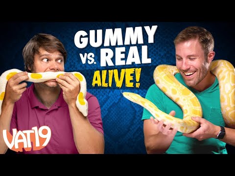 Gummy vs Real Challenge: LIVE ANIMAL edition! - UCDRbNGFusqlXX4a5vwi9ouQ