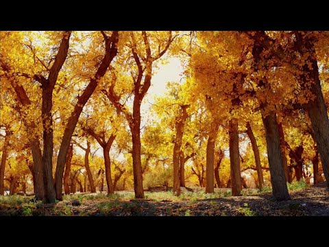 Relaxing Piano Music: Beautiful Romantic Music, Meditation Music, Soothing Sleep Music ★99 - UCjzHeG1KWoonmf9d5KBvSiw