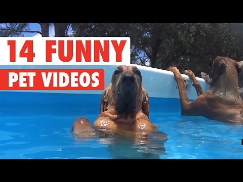 14 Funny Pet Videos Compilation 2017 - UCPIvT-zcQl2H0vabdXJGcpg