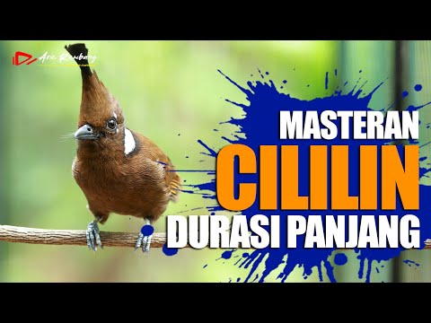 MASTERAN CILILIN GACOR AUDIO JERNIH DURASI PANJANG